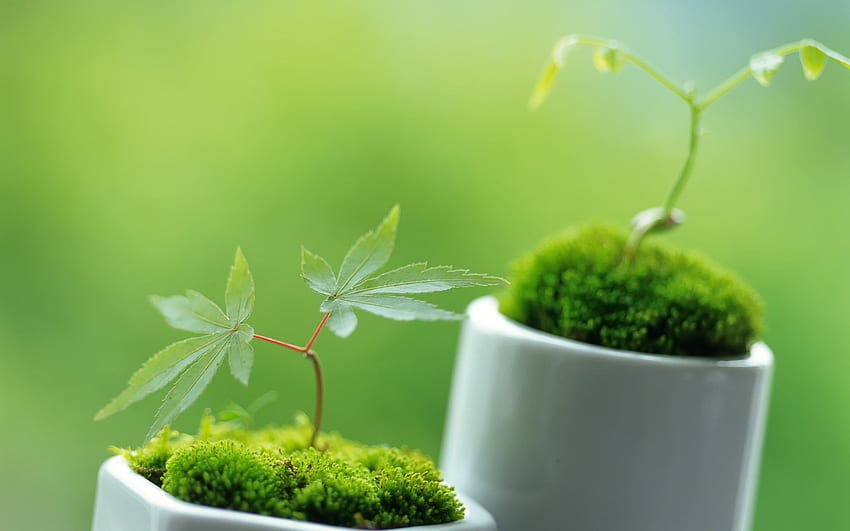 식물 잔디 냄비 새싹 이끼. 행복한 , 식물, 관상용 식물 HD 월페이퍼