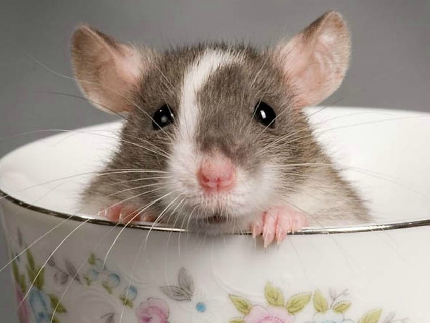 LITTLE RAT, RAT, CUTE, , CUP HD wallpaper