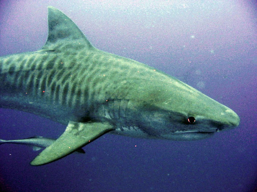 Tiger Shark, Shark Breaching HD wallpaper