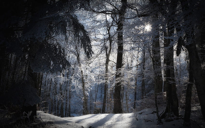 雪に覆われた暗い森の背景 高画質の壁紙