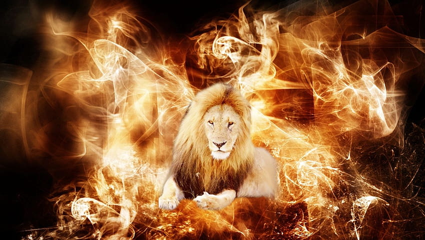 3D Fire Animals 12 . Lugares, Cool Lion HD wallpaper