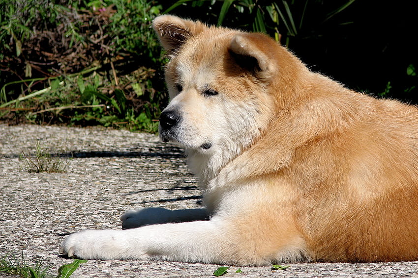 Tiere, hinlegen, liegen, Hund, Akita Inu, müde HD-Hintergrundbild