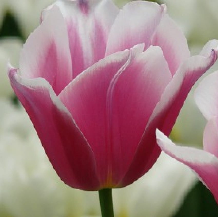 Pink Tulip, tulip, pink, beautiful, flower HD wallpaper