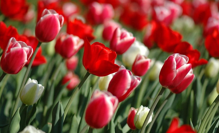 TULIPAS VERMELHAS, flor, vermelha, flora, natureza HD wallpaper