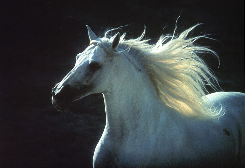 weißes pferd, pferde, pferd, ich liebe pferde HD-Hintergrundbild