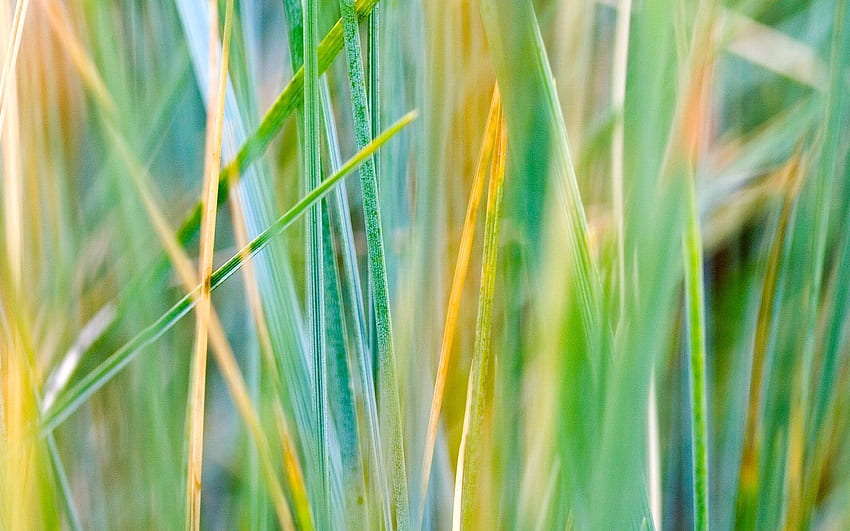 Grass, Macro, Striped, Dry HD wallpaper