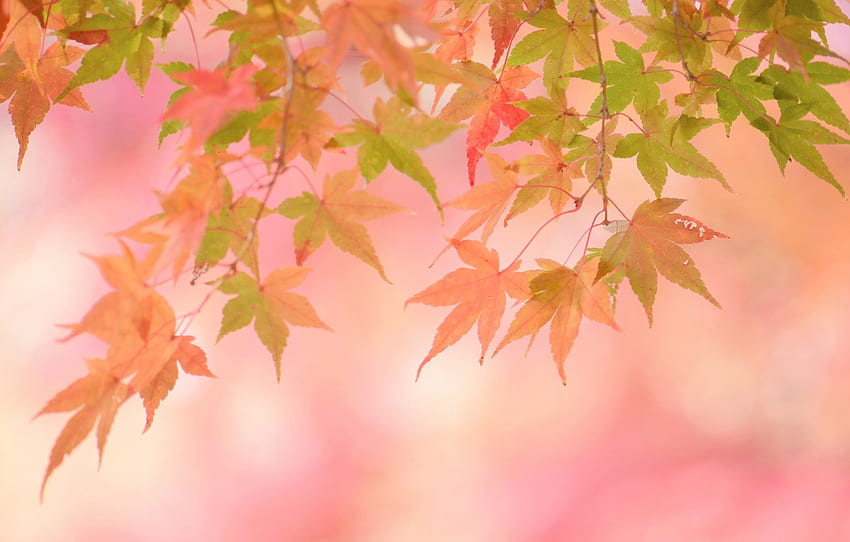 outono, folhas, fundo, rosa, cor, folhas amarelas para, seção цветы papel de parede HD