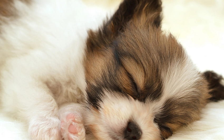 Śpiący pies, słodki, zapłacić, psy, szczenięta, uroczy, piękny, piękny, figlarny, figlarny pies, szczeniak, twarz psa, ładny, zwierzęta, twarz, bąbelki, śliczny Tapeta HD