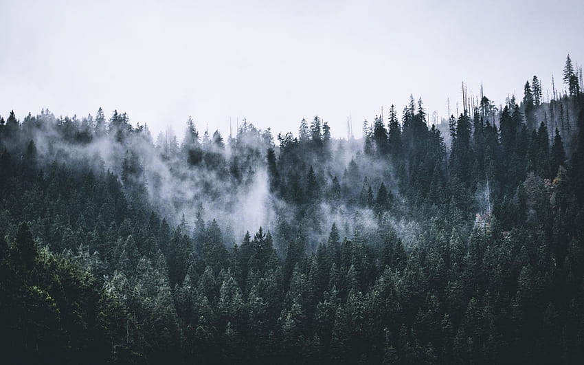 Zielony, las, mgła, Natura, drzewa, świt, panoramiczny 16:10, panoramiczny, , tło, 3116, 1680X1050 Las Mgła Tapeta HD