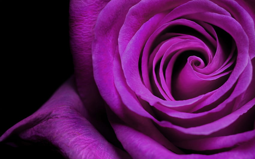 Pflanzen, Blumen, Hintergrund, Rosen, Violett HD-Hintergrundbild