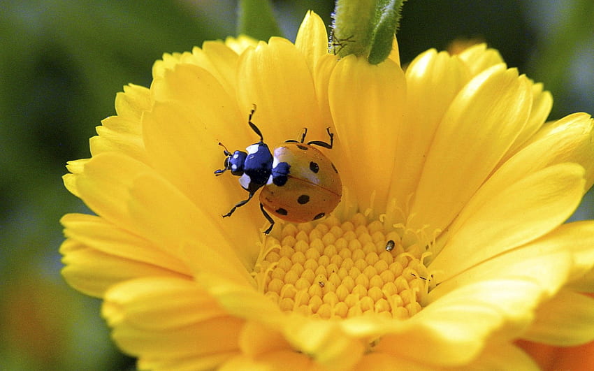 Flower, Macro, Petals, Ladybug, Crawl, Ladybird HD wallpaper