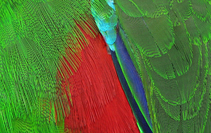 Feathers, blue, feather, abstract, green, red, texture, parrot HD wallpaper