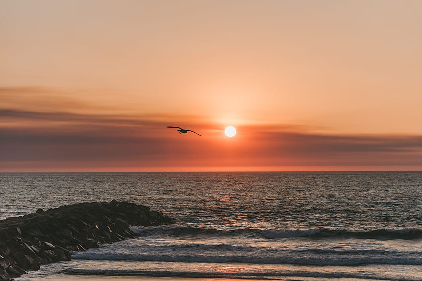 Nature, Sunset, Sea, Bird, Flight HD wallpaper