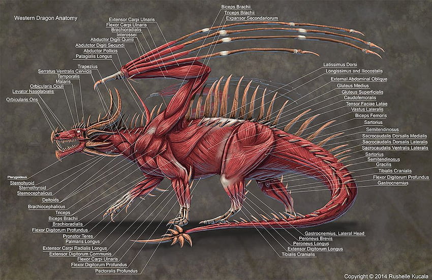 Western Dragon Muscle Anatomy HD wallpaper