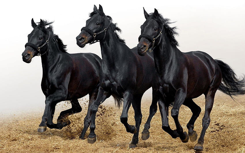 Running Black Horse, Horse and Cat HD wallpaper