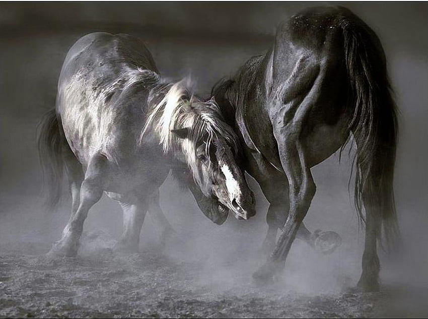 Pertempuran untuk memimpin, dua, pertempuran, hitam dan putih, pemimpin kawanan, kuda jantan Wallpaper HD