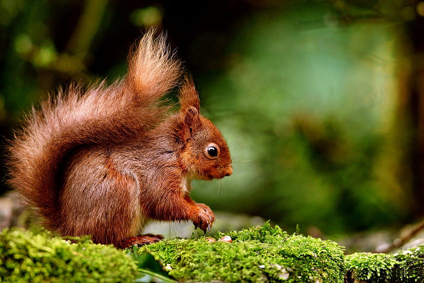 Squirrel, forest, stones, moss HD wallpaper