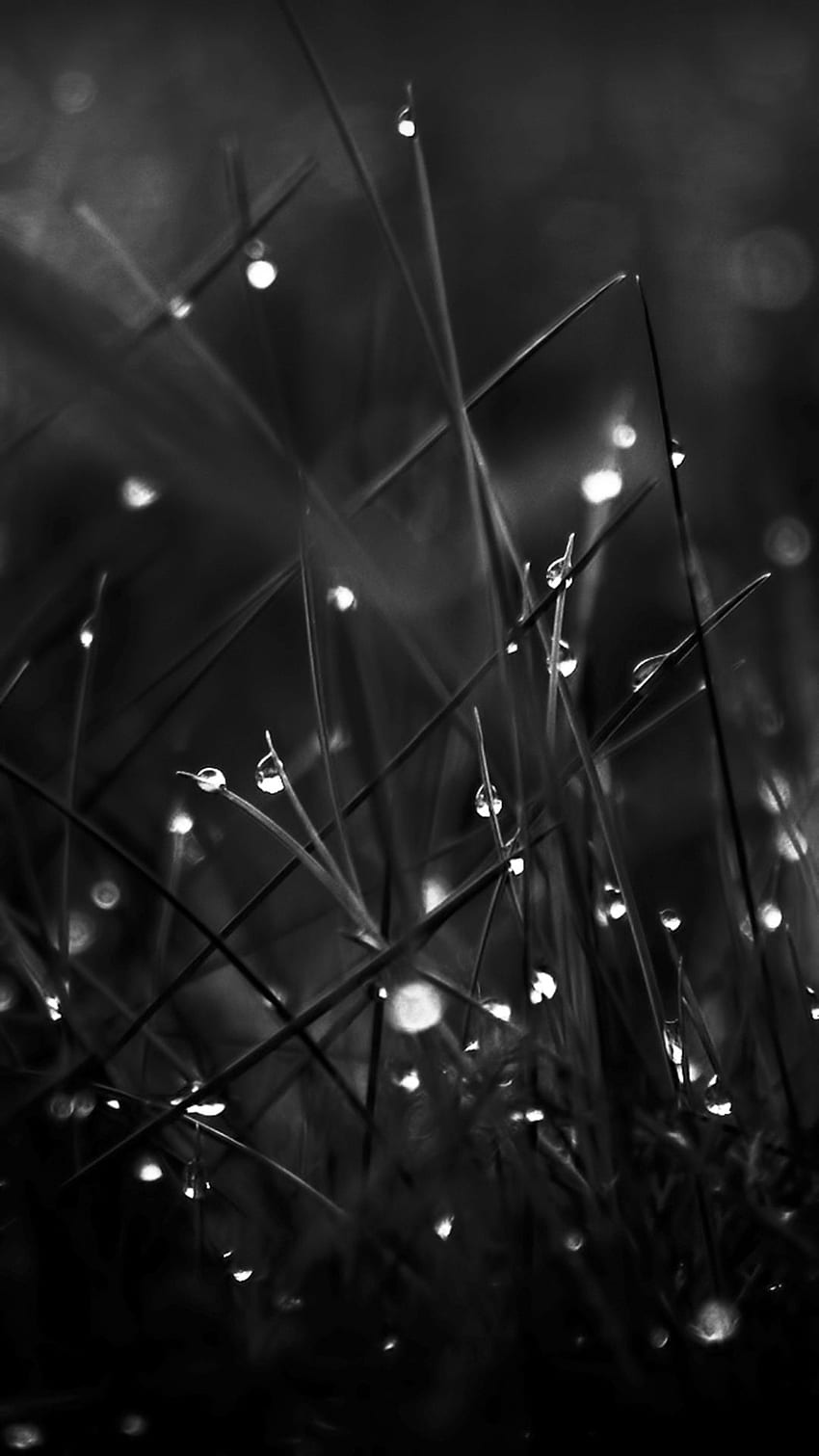 Dark Dew Morning Leafy Grass Landscape iPhone 8 , Black Grass wallpaper ponsel HD