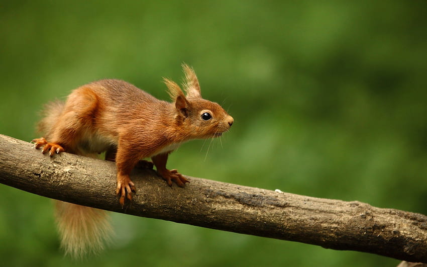 Śliczna wiewiórka, urocza, uszy, wiewiórka, drzewo Tapeta HD