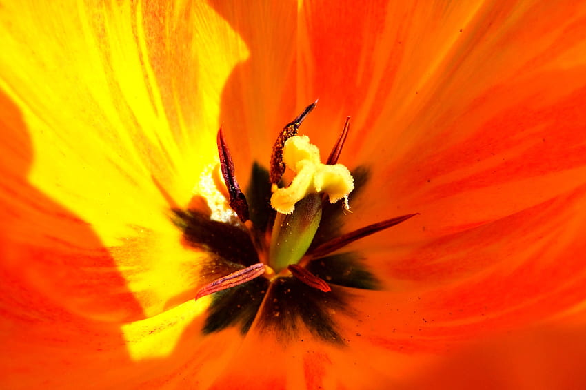 Kwiat, makro, płatki, tulipan, słupki, szkodniki Tapeta HD