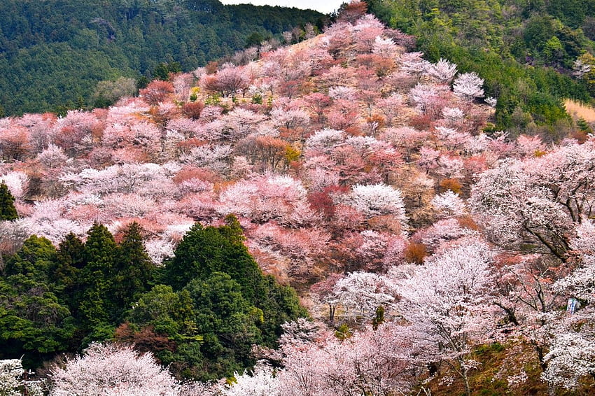 Flores de cerezo del monte Yoshino - Japan Web Magazine fondo de pantalla