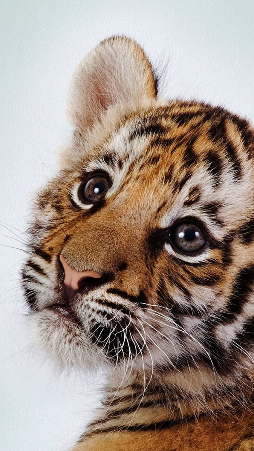 Baby Animal iPhone . Tiger , Tiger iphone, android, Cute Tiger HD ...