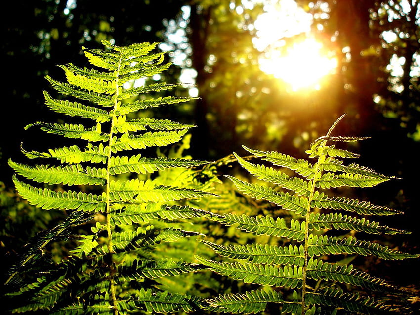 Nature, Sun, Plant, Fern, Forest HD wallpaper