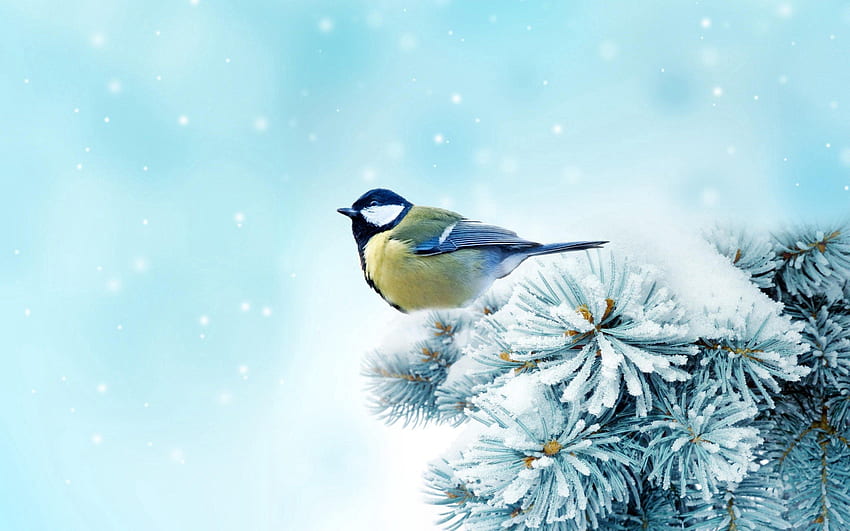 Tiere, Schnee, Vogel, Fichte, Tanne, Meise, Titica HD-Hintergrundbild