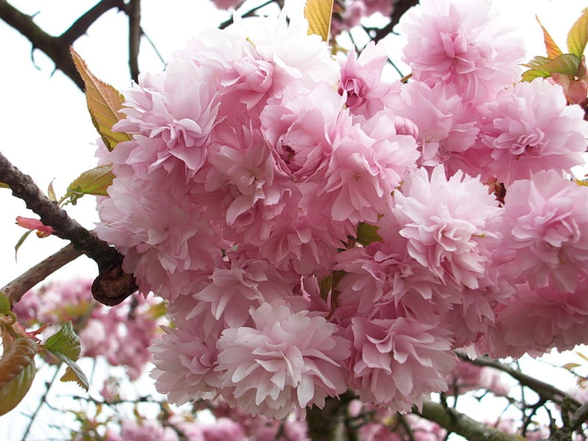 Gods creation, pink, pretty, branches, blossom, tree HD wallpaper
