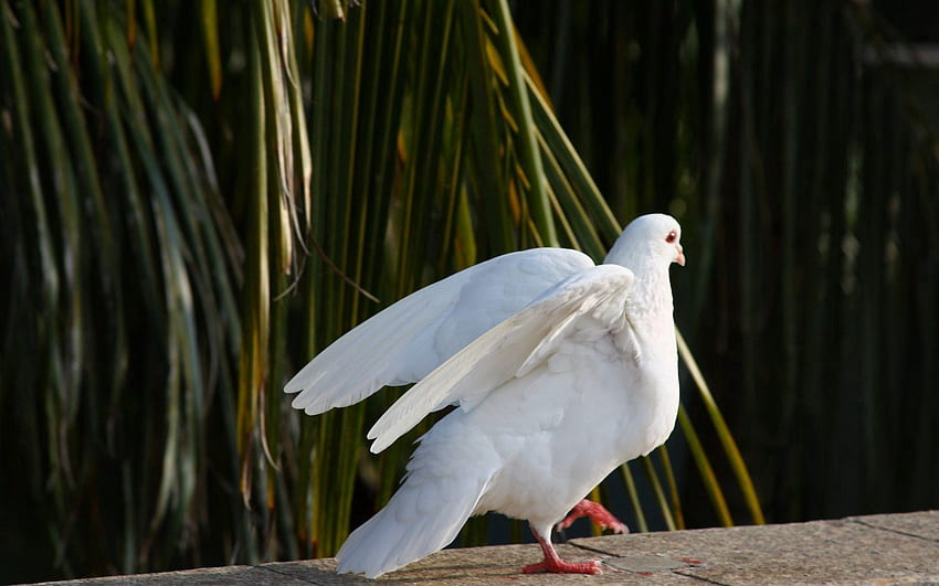 สัตว์ ธรรมชาติ นก นกพิราบ สันติ โลก วอลล์เปเปอร์ HD
