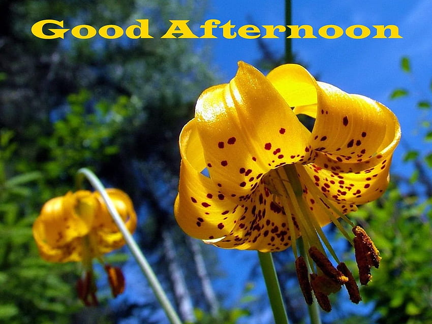 Good Afternoon Yellow Lily Flowers - Good Afternoon HD wallpaper | Pxfuel