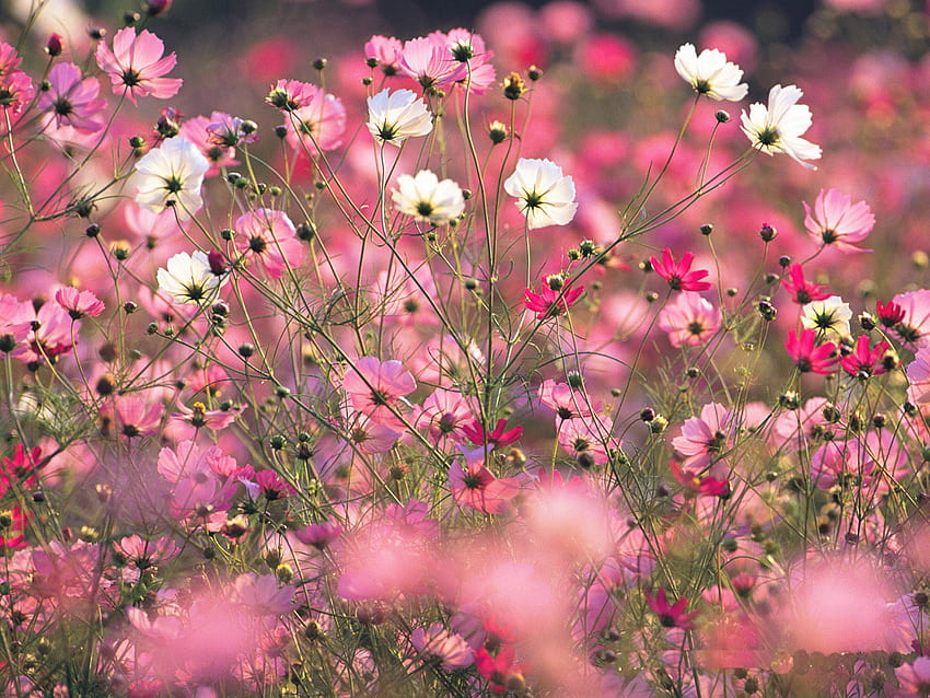 Wild Cosmos, pink, white, cosmos, field HD wallpaper