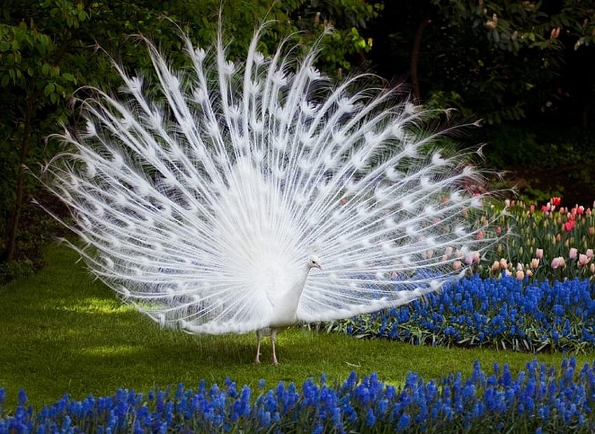 White Peacock, beautiful, birds, peacock, animals HD wallpaper