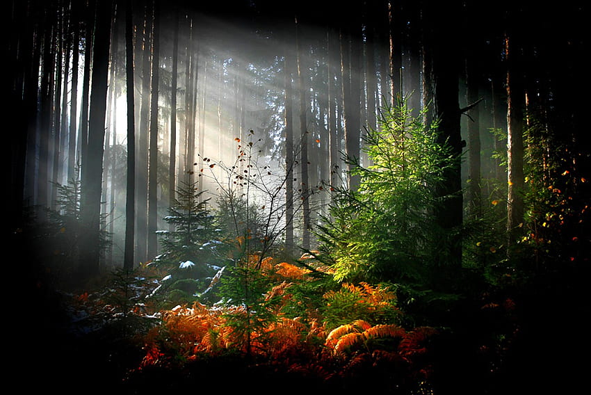 Sonnenstrahlen im Wald, im Wald, schön, Sonnenstrahlen HD-Hintergrundbild