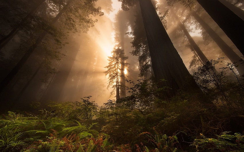 nature, Landscape, Sunrise, Redwood, Sun Rays, Forest, Trees, Mist, Redwood Mountain HD wallpaper