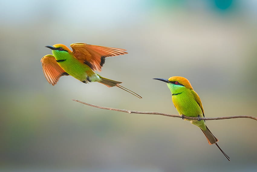 Bienenfresser, Vogel, grün, Paar, pasare, orange HD-Hintergrundbild