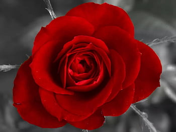 single red rose black and white background