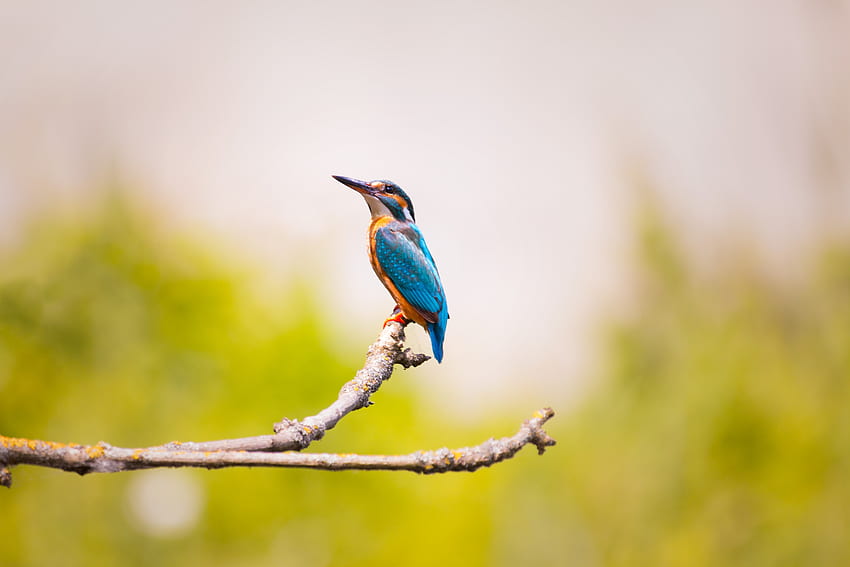 Animals, Bird, Blur, Smooth, Branch, Kingfisher HD wallpaper
