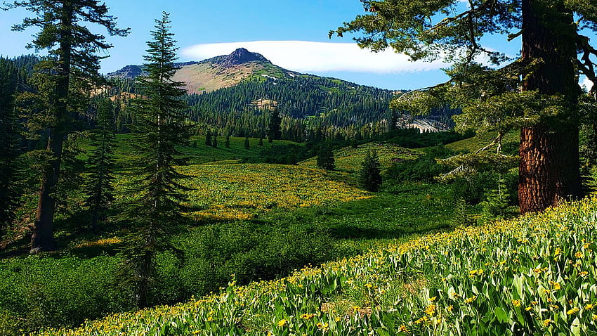 Вулканичен национален парк Ласен, Калифорния, диви цветя, хълмове, цветове, пейзаж, дървета, облаци, небе, САЩ HD тапет