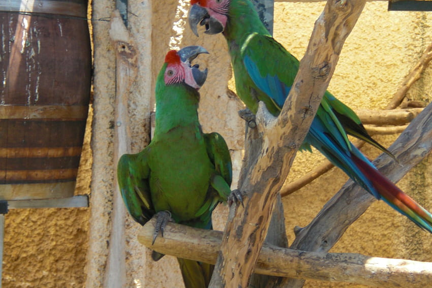 burung beo hijau, hutan, burung beo, kebun binatang, tropis Wallpaper HD