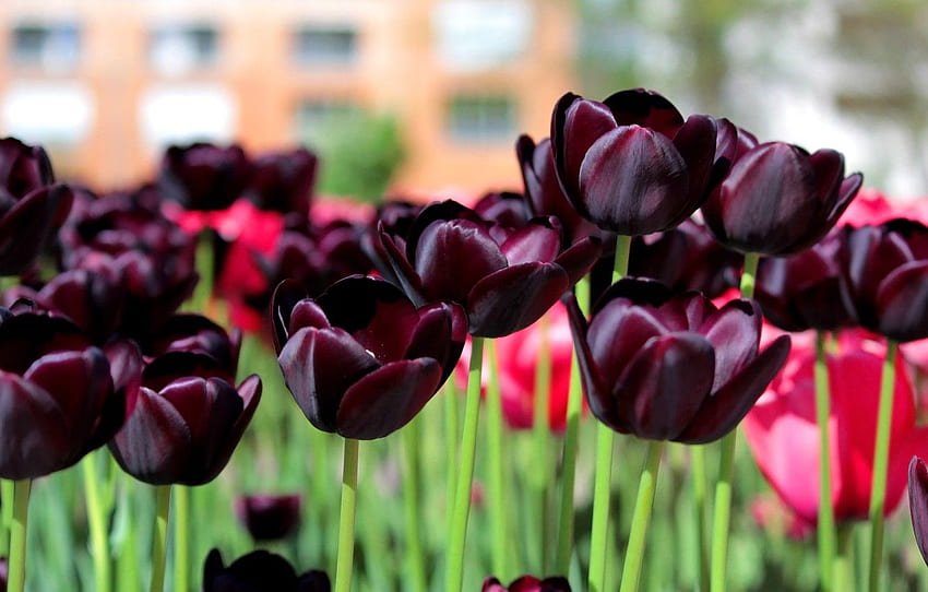 Spring, Tulips, Spring, Dark tulips for , section цветы HD wallpaper