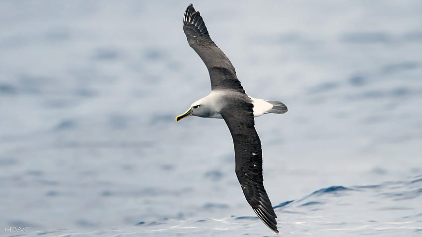 albatross, Seabird, Bird, Birds / and Mobile Background HD wallpaper