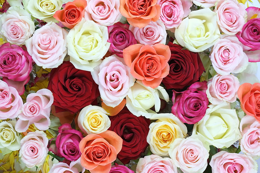 Flowers, Roses, Multicolored, Motley, Bouquet HD wallpaper