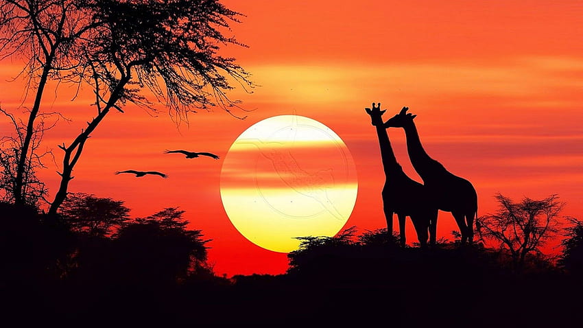 1080P Free download | African Sunset HD wallpaper | Pxfuel
