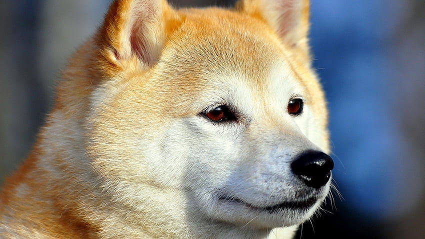 Akita Inu HD wallpaper | Pxfuel