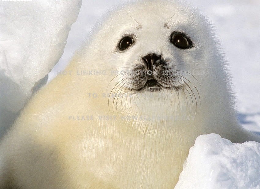 baby harp seal snow fuzzy cute animals HD wallpaper