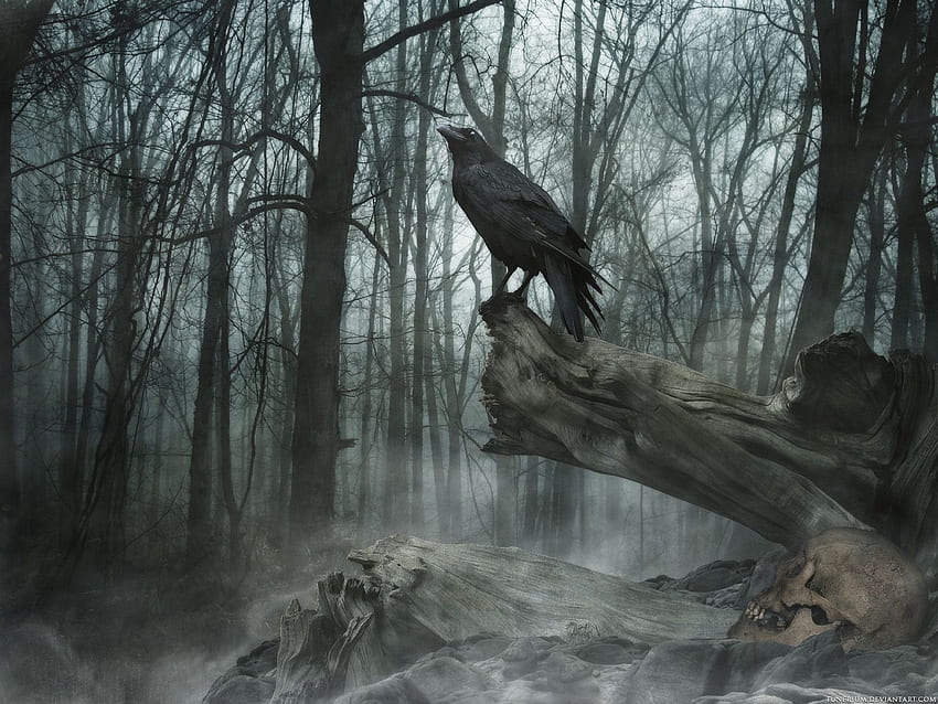 Raven Background, Demon Forest HD wallpaper