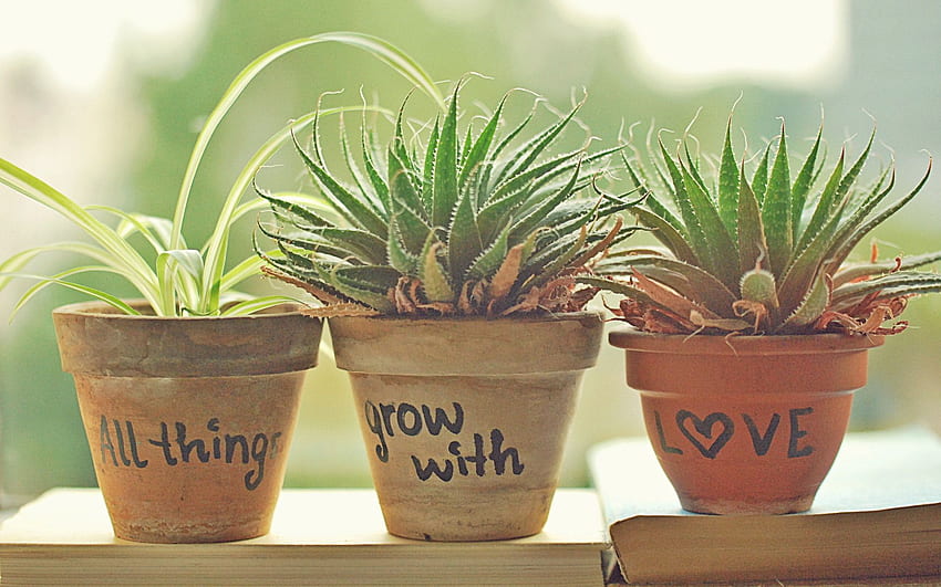 Love Pots. Pot, Growing, Houseplants, Clay Pots HD wallpaper