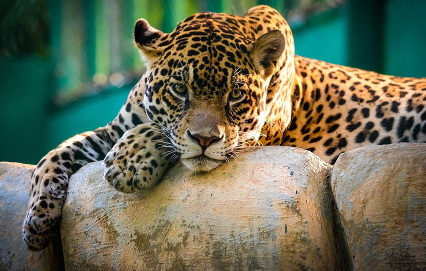 ジャガー、悲しい、美しい、顔、動物、石、動物園、動物園の動物 高画質の壁紙
