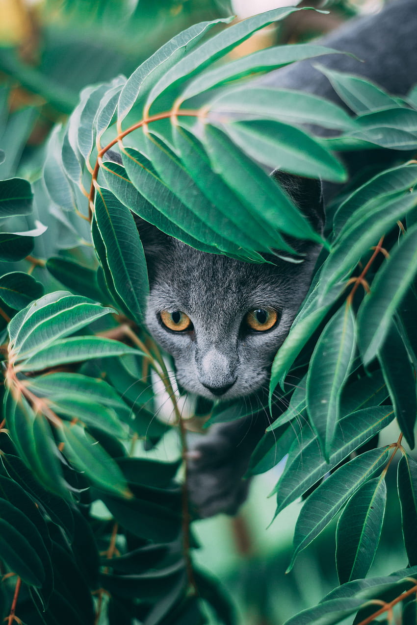 Animals, Leaves, Cat, Pet, Grey HD phone wallpaper